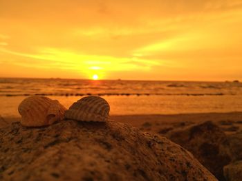 Close-up of rock on beach against sky during sunset