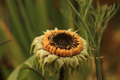 Close-up of sunflower on plant