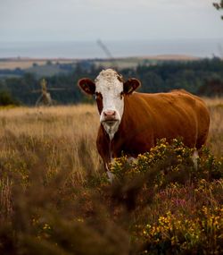 Cow standing in a field