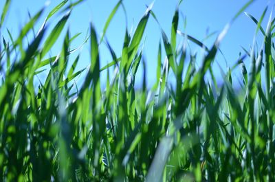 Close-up of crops growing on field against sky