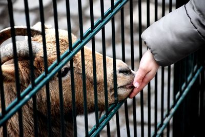 Close-up of hand feeding cat in cage at zoo