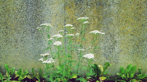 Close-up of plants