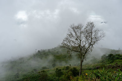 Bare tree on landscape against sky