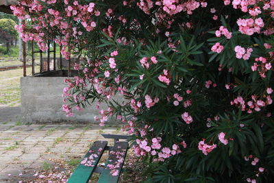 Pink flowering plants in park