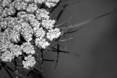 Close-up of plant against white background