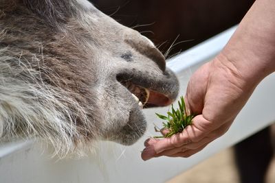 Close-up of hand holding ice cream