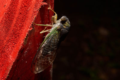 Close-up of insect on wall