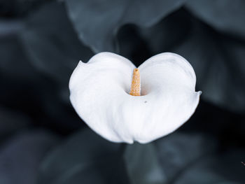 Close-up of white flowering plant