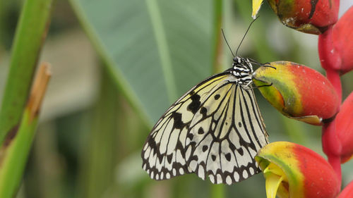 Close-up of butterfly pollinating on fruit