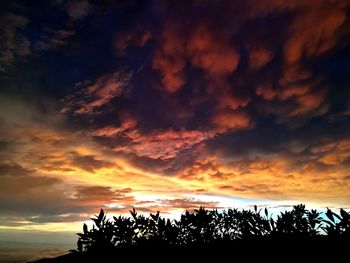 Low angle view of silhouette plants against dramatic sky