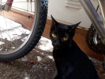 Close-up portrait of black cat