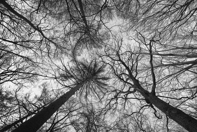 Low angle view of silhouette bare trees against sky