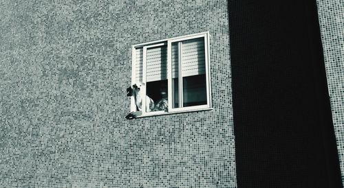 Funny dog at window