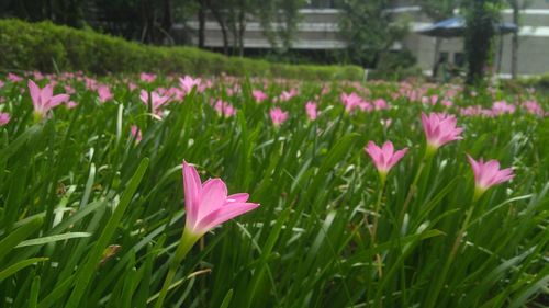 Close-up of pink crocus blooming outdoors