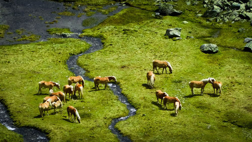 Horses in a field