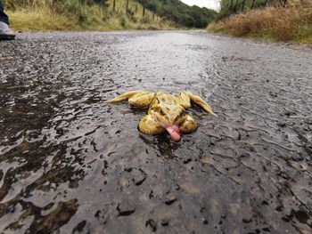 Close-up of a turtle in river