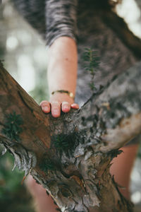 Close-up of tree trunk