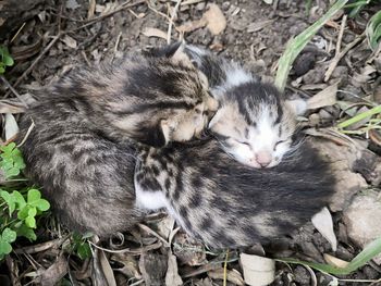 High angle view of cats sleeping