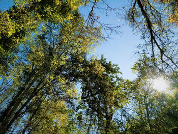 Low angle view of trees against sky