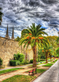 View of palm trees and plants against cloudy sky
