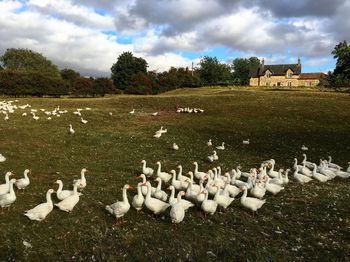 Flock of birds in the field