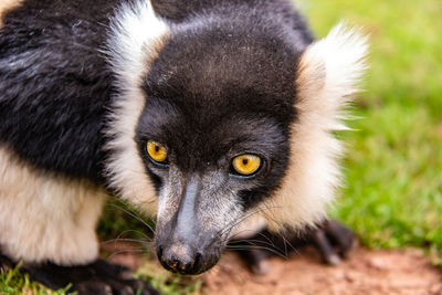 Close-up portrait of cat on land