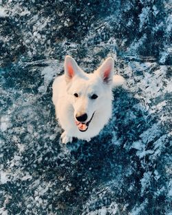 Portrait of white dog