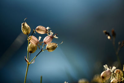 Close-up of plant