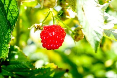 Close-up of strawberries on tree