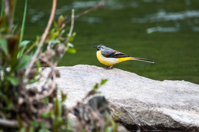 Bird perching on rock