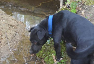 Black dog in water