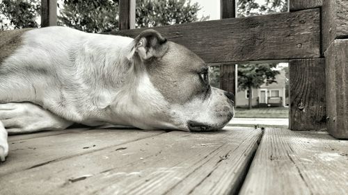 Cat resting on wooden floor