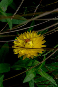 Close-up of bee on yellow flower