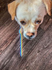 Close-up portrait of a dog