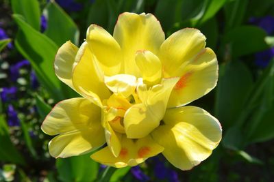 Close-up of yellow flower