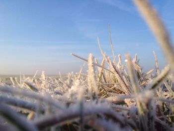 Close-up of frost on leaves in field