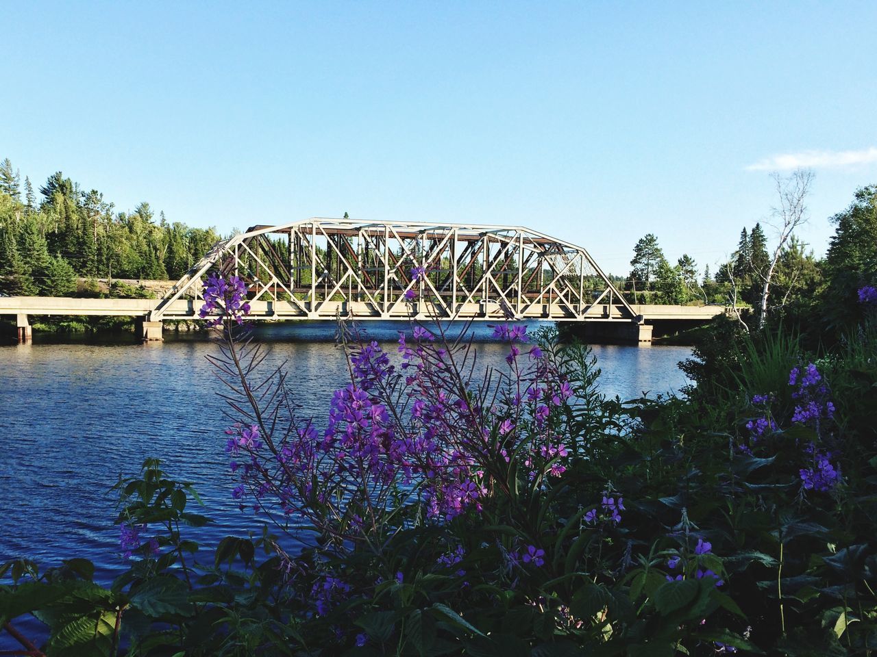 flower, clear sky, tree, water, blue, built structure, architecture, growth, bridge - man made structure, connection, plant, river, nature, copy space, beauty in nature, park - man made space, outdoors, waterfront, sky, day