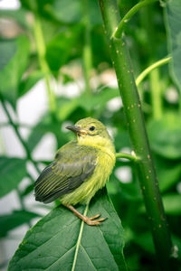 Close-up of bird perching on leaf