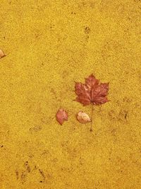High angle view of maple leaf on sand