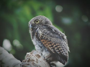 Close-up of owl perching on rock