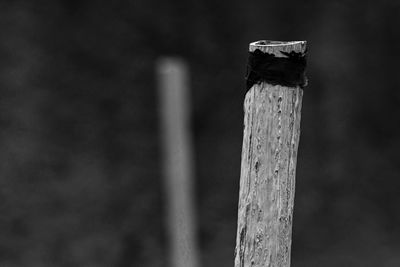 Close-up of wooden post on pole