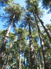Low angle view of trees in forest against sky