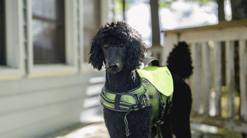 Close-up of dog