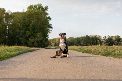 Dog standing on road against sky