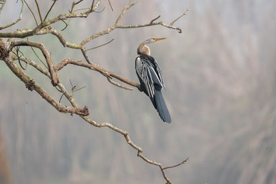 Bird perching on a tree