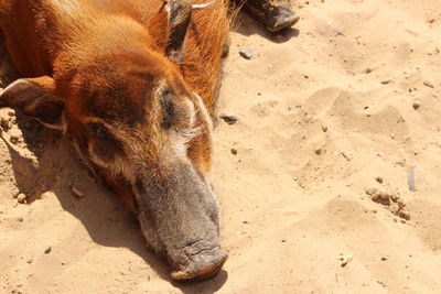 High angle view of a horse on beach