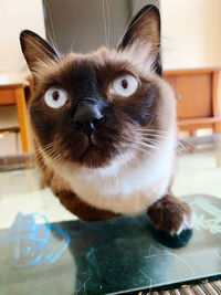 Close-up portrait of a siamese cat