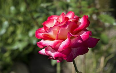 Close-up of pink flower blooming outdoors