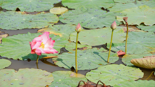 Close-up of lotus water lily in pond