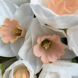 Close-up of white flower